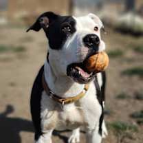 Thumbnail photo of Ramona #2
