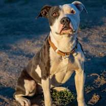 Thumbnail photo of Ramona #3