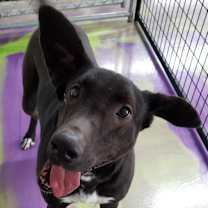 Thumbnail photo of Jet #3