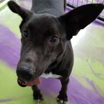Thumbnail photo of Jet #4