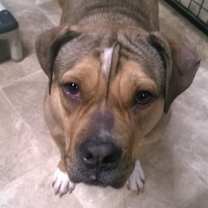 Thumbnail photo of Stella #1