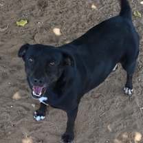 Thumbnail photo of Luna #1