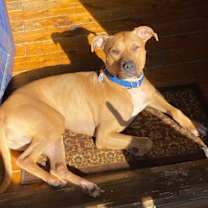 Thumbnail photo of Woody, aka Woodrow #1
