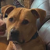 Thumbnail photo of Woody, aka Woodrow #2
