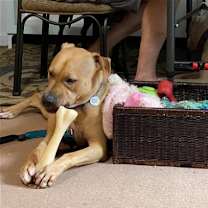 Thumbnail photo of Woody, aka Woodrow #3