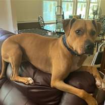 Thumbnail photo of Woody, aka Woodrow #4