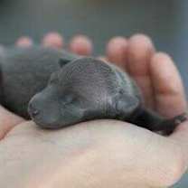 Thumbnail photo of *Foster Homes Needed* #1