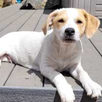 Thumbnail photo of Bill aka "Cowboy Bill"ADOPTED #2