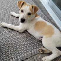 Thumbnail photo of Reba " Adopted" #1