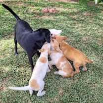 Thumbnail photo of Reba " Adopted" #2