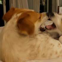 Thumbnail photo of Reba " Adopted" #3