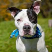 Thumbnail photo of Petey #1