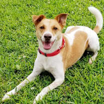 Thumbnail photo of Buddy #4