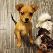 Thumbnail photo of Tiny #1