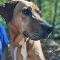 Thumbnail photo of Koda #1