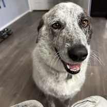 Thumbnail photo of Bolt #1