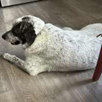 Thumbnail photo of Bolt #3