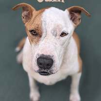 Thumbnail photo of Odin #2