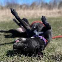 Thumbnail photo of Porter #2