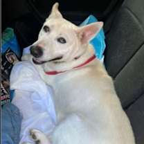 Thumbnail photo of Snow White ('Snowy') #1