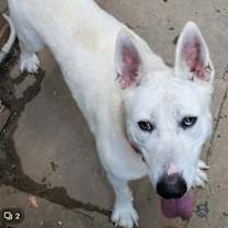 Thumbnail photo of Snow White ('Snowy') #2