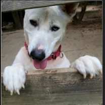 Thumbnail photo of Snow White ('Snowy') #3