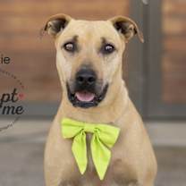 Thumbnail photo of Trixie #2