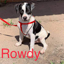 Thumbnail photo of Rowdy #2