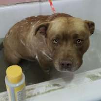Thumbnail photo of Mason #3