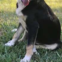 Thumbnail photo of Roscoe P Coltrane #3
