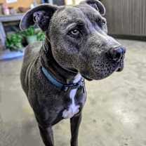 Thumbnail photo of Duke #1