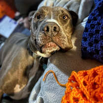 Thumbnail photo of Duke #3