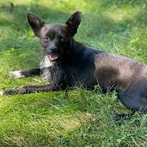 Thumbnail photo of Smokey #2