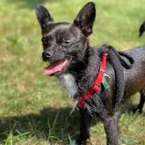 Thumbnail photo of Smokey #3