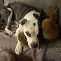 Thumbnail photo of Prim #3