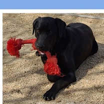 Thumbnail photo of Polo #1