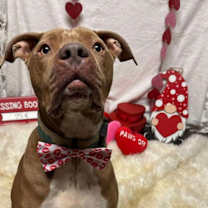 Thumbnail photo of Jaxx #1