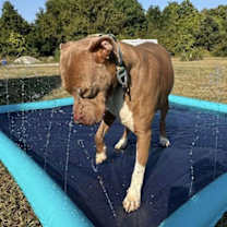Thumbnail photo of Jaxx #4