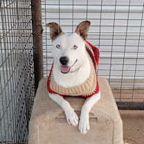 Thumbnail photo of Bouncy #1