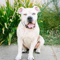 Thumbnail photo of Bruno #1