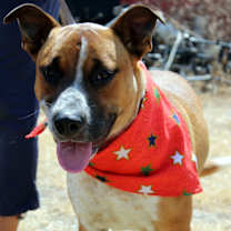 Thumbnail photo of *Urgent* Buddy #2