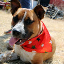 Thumbnail photo of *Urgent* Buddy #3