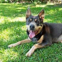 Thumbnail photo of Aria #3