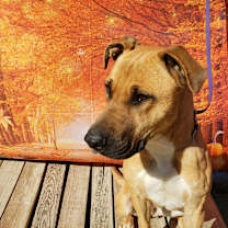 Thumbnail photo of Quinn #1