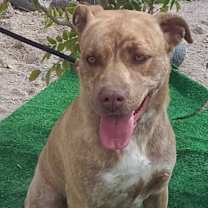 Thumbnail photo of CoCo #2