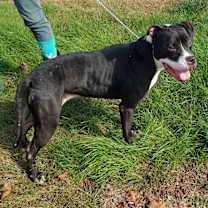 Thumbnail photo of Laila #3