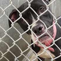 Thumbnail photo of Laila #4