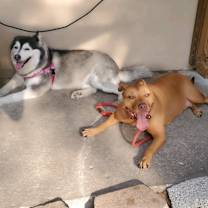 Thumbnail photo of Brownie #4