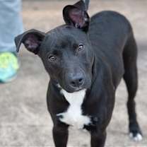 Thumbnail photo of Ace #1