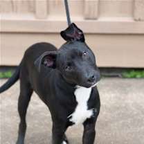 Thumbnail photo of Ace #2